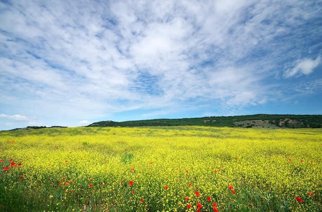 Prado de flores de primavera