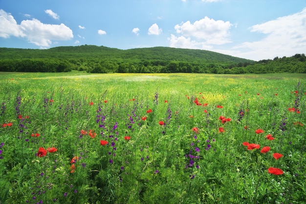 Prado de flores de primavera