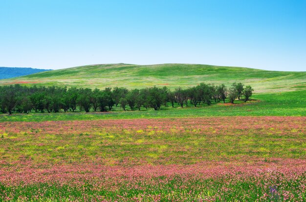 Prado de flores de primavera