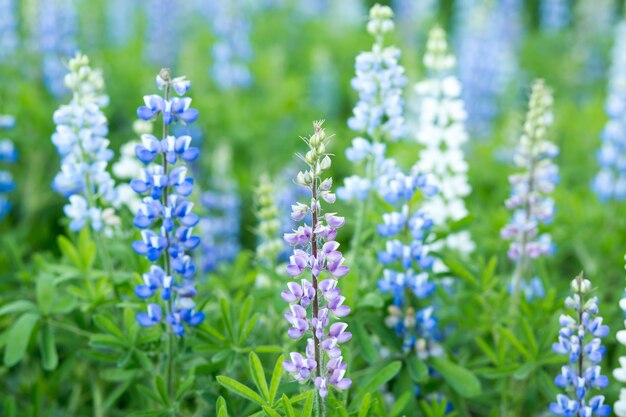 Prado de flores de tremoço azul