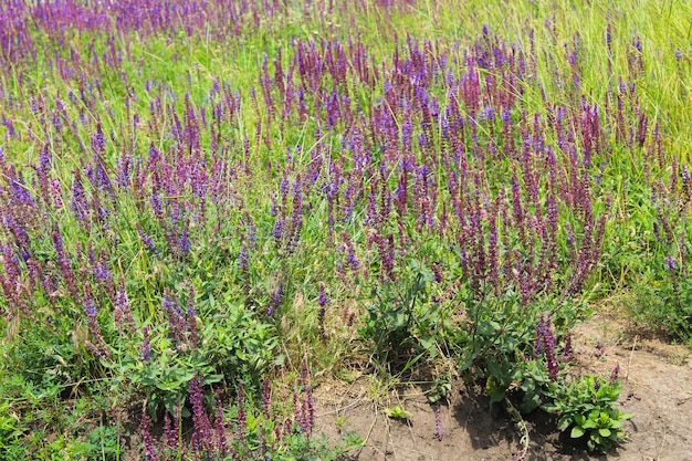 Prado de flores roxas de sálvia selvagem