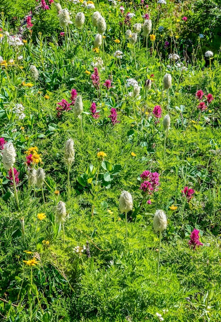 Prado de flores silvestres em sunshine village, albertas sunshine meadows