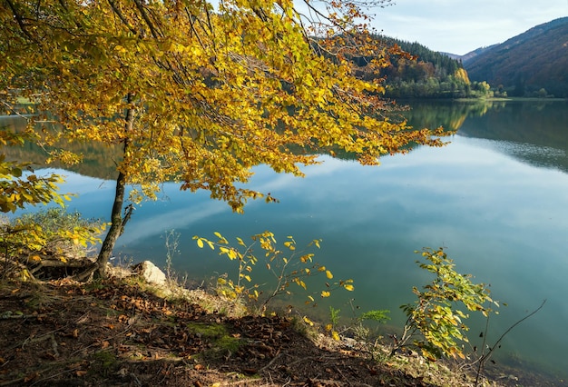 Prado de floresta na costa do lago pitoresco Vilshany reservatório de água no rio Tereblya Transcarpathia Ucrânia Lindo dia de outono nas montanhas dos Cárpatos