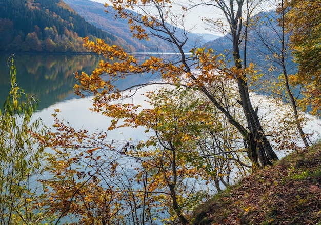 Prado de floresta na costa do lago pitoresco Vilshany reservatório de água no rio Tereblya Transcarpathia Ucrânia Lindo dia de outono nas montanhas dos Cárpatos