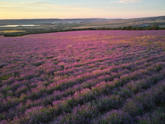 Prado de lavanda ao pôr do sol