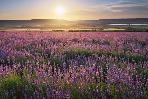 Prado de lavanda ao pôr do sol