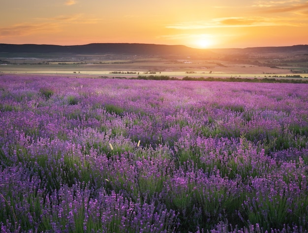 Prado de lavanda ao pôr do sol