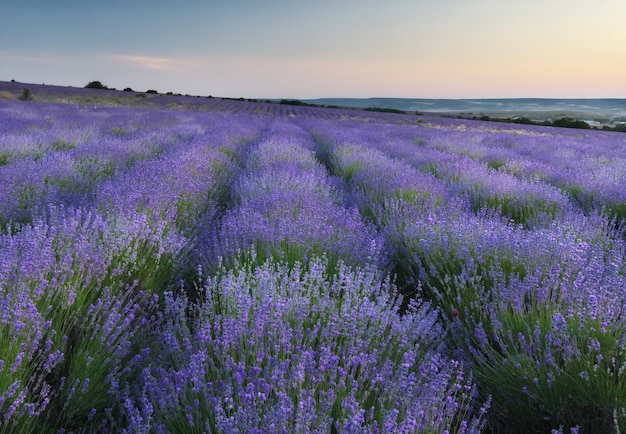 Prado de lavanda ao pôr do sol