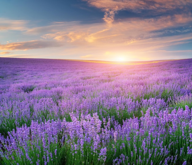 Prado de lavanda ao pôr do sol