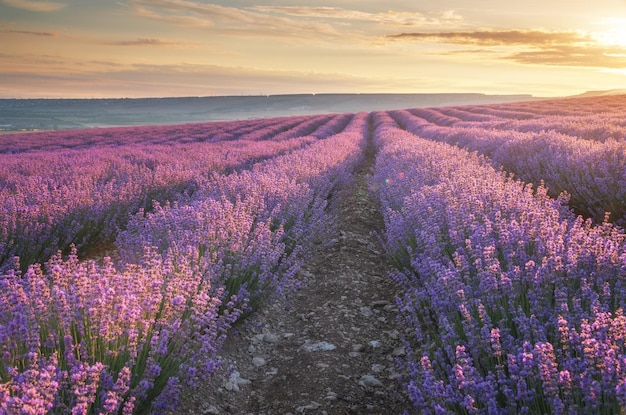 Prado de lavanda ao pôr do sol