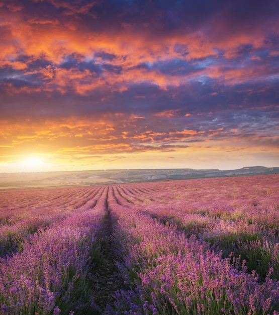 Prado de lavanda ao pôr do sol