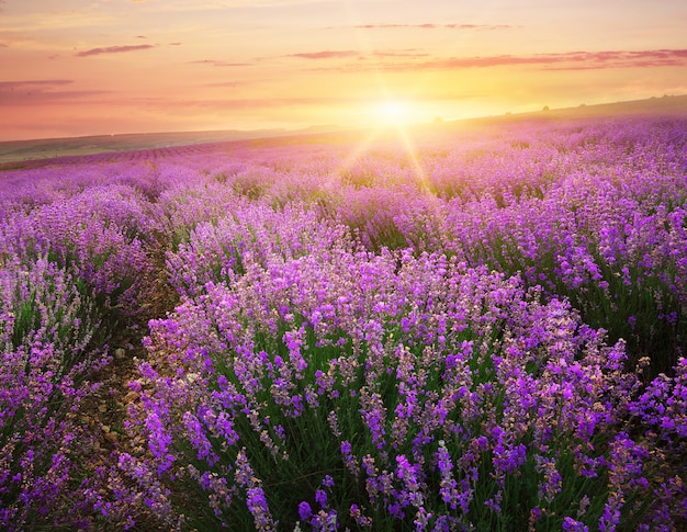 Prado de lavanda.