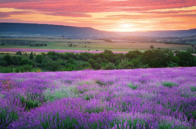 Prado de lavanda