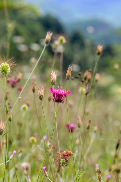 Prado de montanha com closeup de flores silvestres