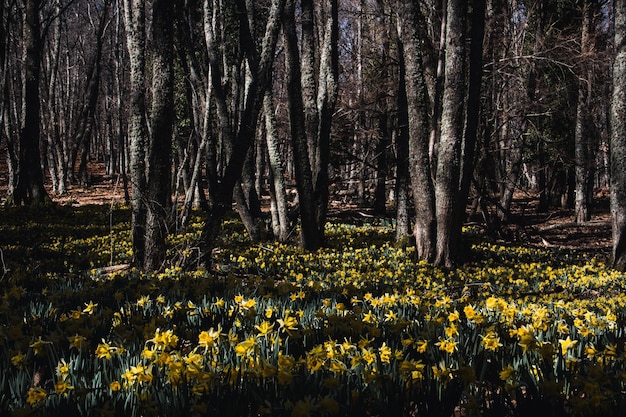 Prado de narcisos amarelos em flor em uma floresta Foco seletivo Copiar espaço