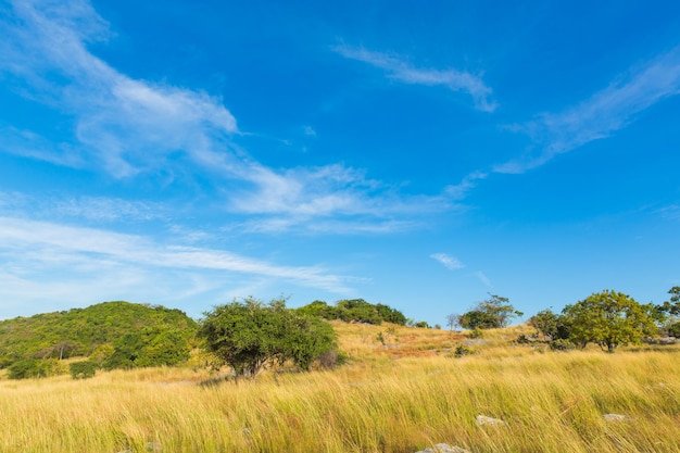 Prado de paisagem de savana no fundo do céu azul