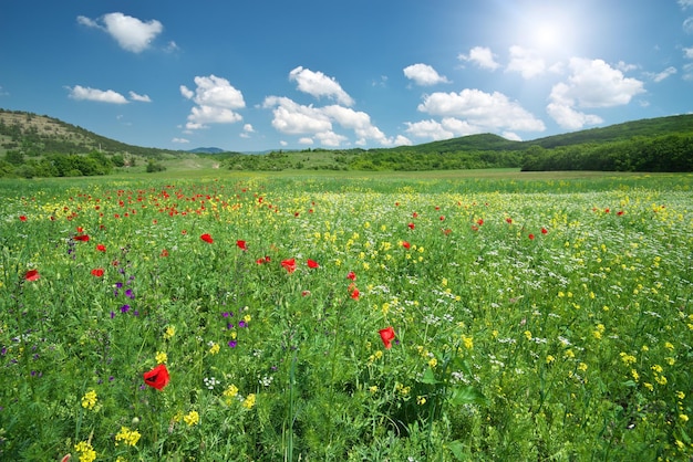 Prado de papoulas e paisagem de primavera