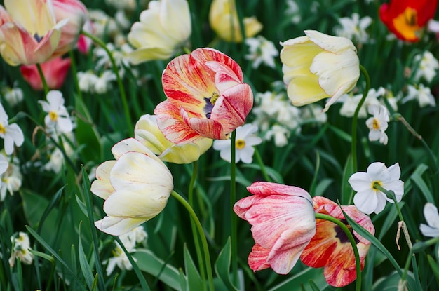 Prado de primavera com flores de tulipa vermelha e branca floral fundo sazonal