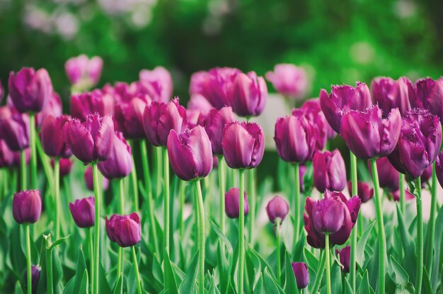 Prado de primavera com flores de tulipa violeta, fundo de páscoa sazonal natural floral com espaço de cópia