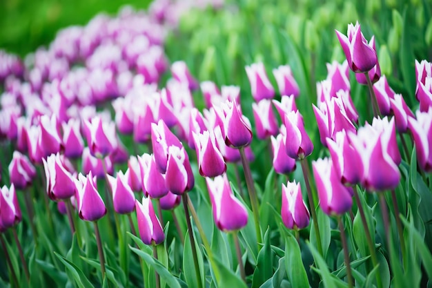 Prado de primavera com muitas flores de tulipa multicoloridas fundo floral