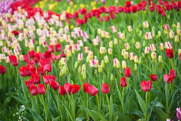 Prado de primavera com muitas flores de tulipa multicoloridas fundo floral