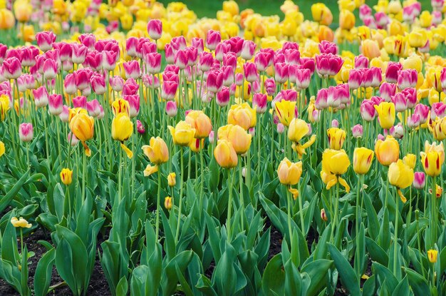 Prado de primavera com muitas flores de tulipa multicoloridas fundo floral