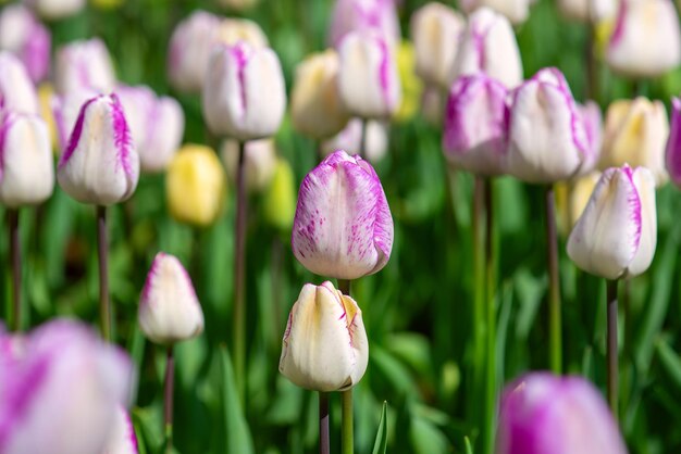 Prado de primavera com muitas flores de tulipa violeta e branca multicoloridas fundo floral