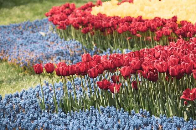 Prado de primavera com muitas flores de tulipa violeta multicolorida vermelha e amarela fundo floral