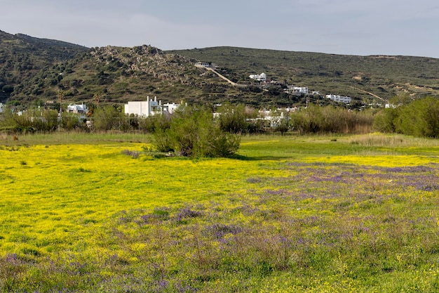 Prado de primavera florido nas terras altas Ilha de Skyros Grécia