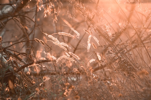 Prado de verão à noite e chamas de luz solar. Fundo de natureza linda bokeh.