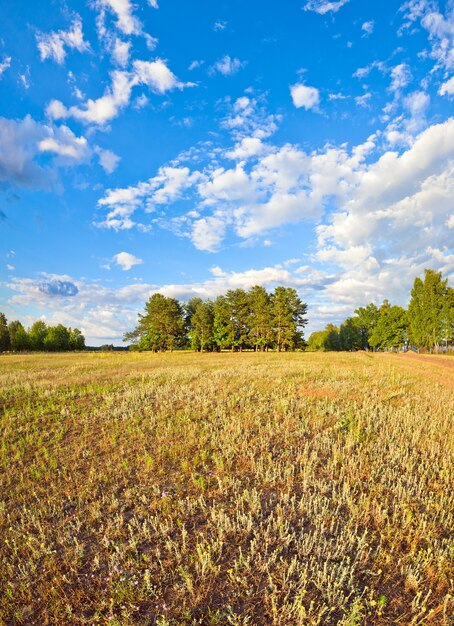 Foto prado de verão com céu de nuvens, campo com flores amarelas selvagens e lago à direita.