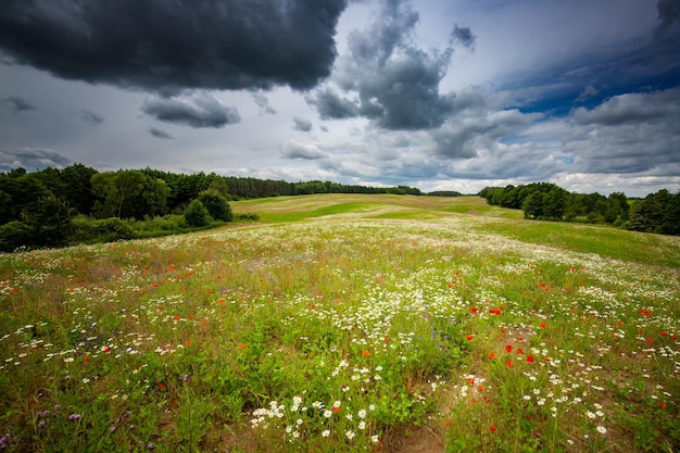 Foto prado de verão com flores sob um céu nublado