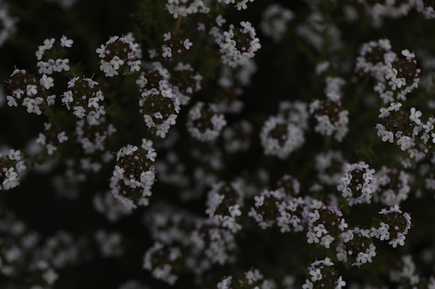 prado de verão com padrão de flores brancas como pano de fundo