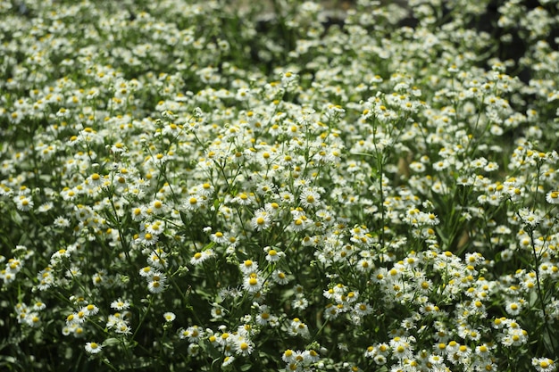 prado de verão com padrão de flores brancas como pano de fundo