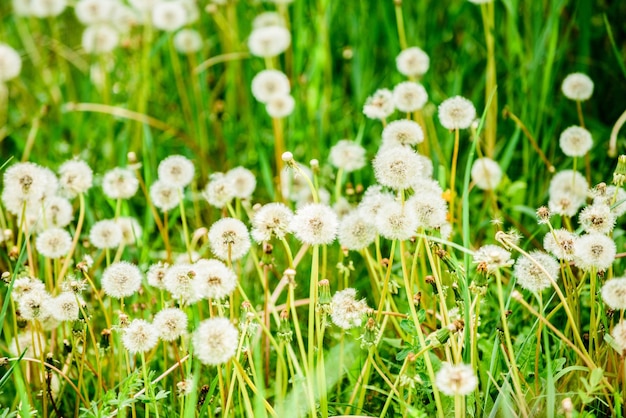 Prado de dientes de león blancos Campo de verano Campo de diente de león Fondo de primavera con dientes de león blancos Semillas Flor de diente de león esponjoso contra el fondo del campo de paisaje de verano con diente de león