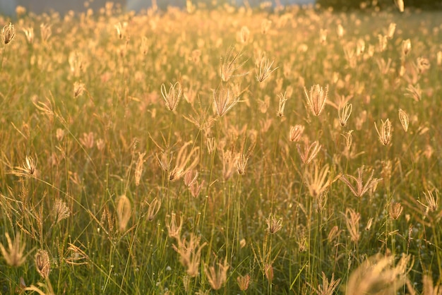 Foto prado e sol