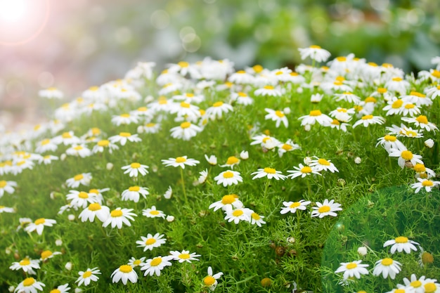 Prado ensolarado com flores