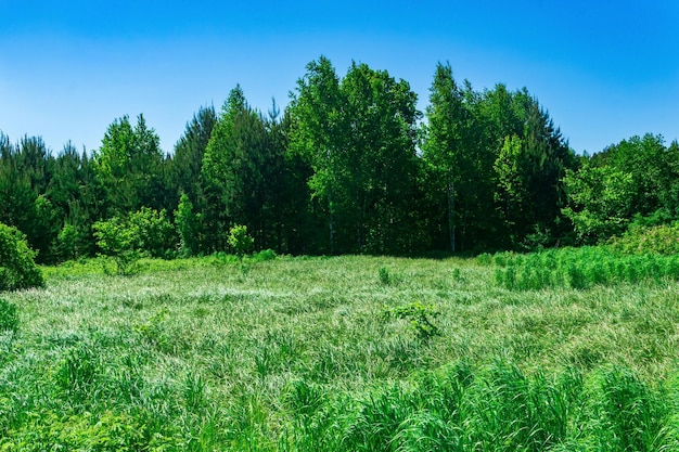 Prado Fen com touceiras de grama na borda da floresta