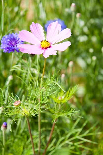 Prado flor