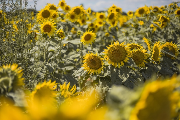 Foto prado floreciente amarillo brillante de girasoles contra un cielo azul con nubes soleado paisaje de verano natur
