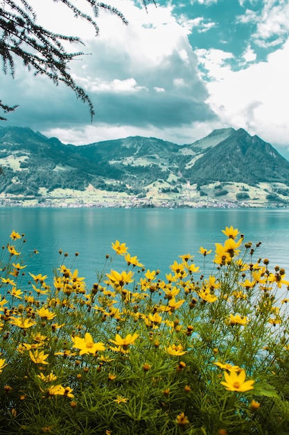 Prado con flores amarillas en el fondo del lago de Lucerna y montañas suizas con campos