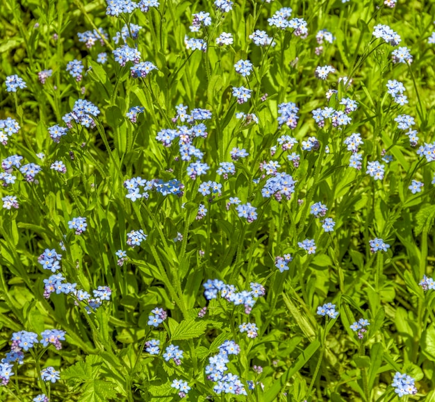 El prado de las flores azules