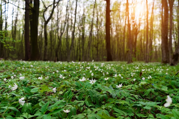 Prado de flores en el bosque de la primavera