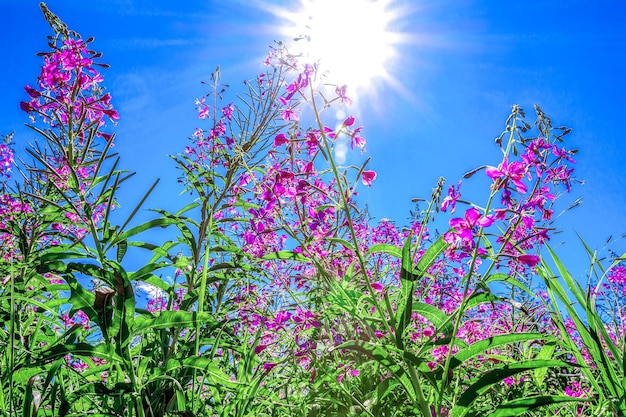 Prado de flores de colores sobre un fondo de cielo azul y sol brillante. Paisaje soleado de verano