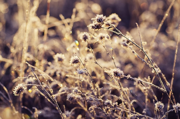 Prado de flores congeladas, fondo floral de invierno vintage, imagen macro