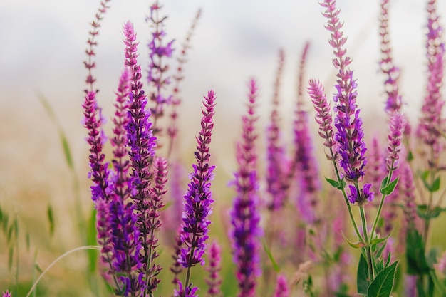 Prado flores de verão cores roxas e lilás sálvia florescente prado florescendo em um dia ensolarado de verão