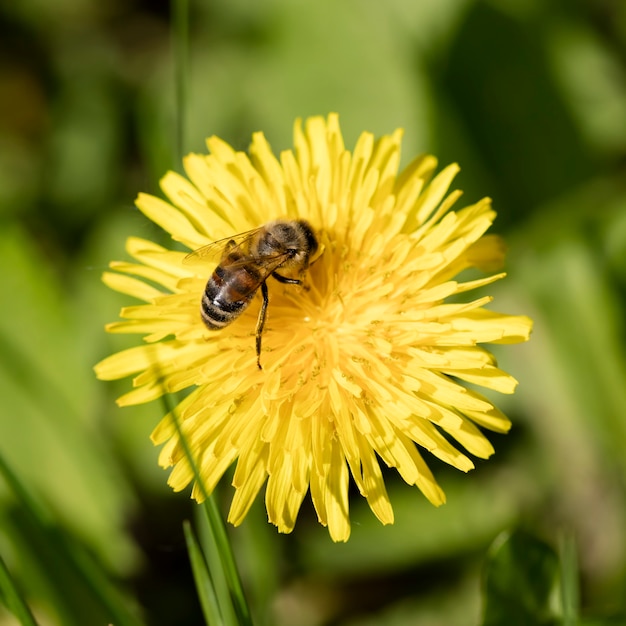 Prado flores de diente de león, fondo de naturaleza