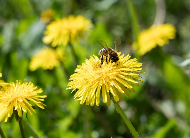 Prado flores de diente de león, fondo de naturaleza