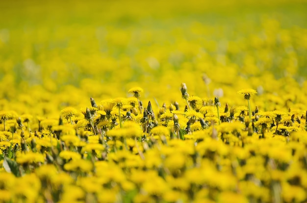 Foto prado de flores de diente de león