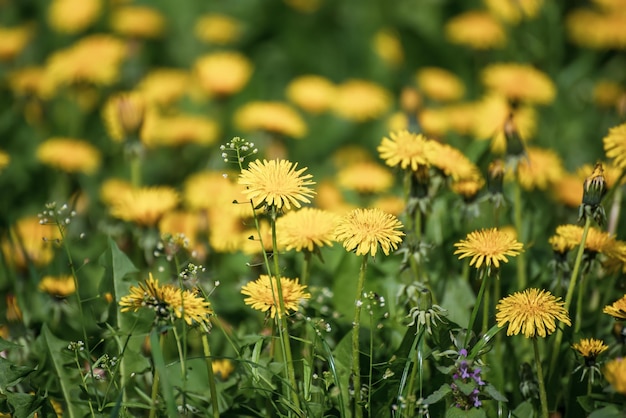 Prado de flores de diente de león